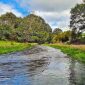 The Beauty of Te Waihou Walkway A Hidden Gem in New Zealand