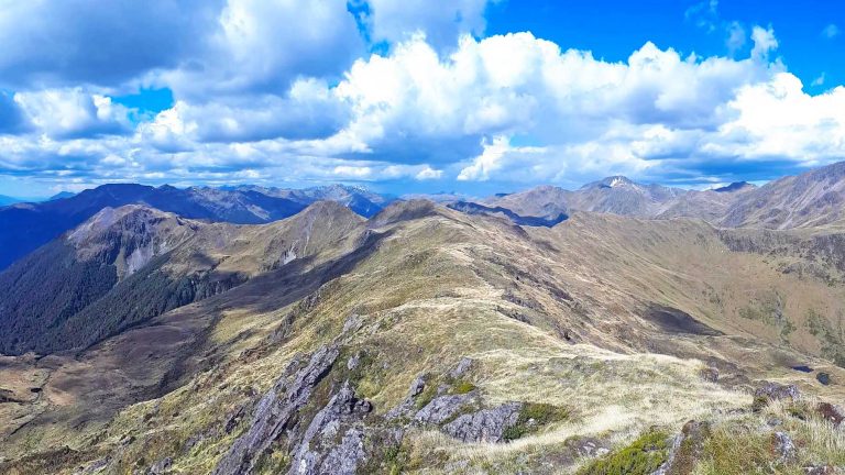 Victoria Forest Park New Zealand